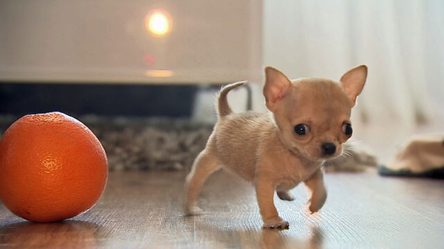 Znalezione obrazy dla zapytania najmniejszy pies świata